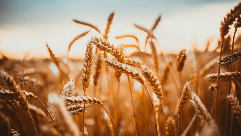Regenerative Bites: Sustainable Farming for Snacks