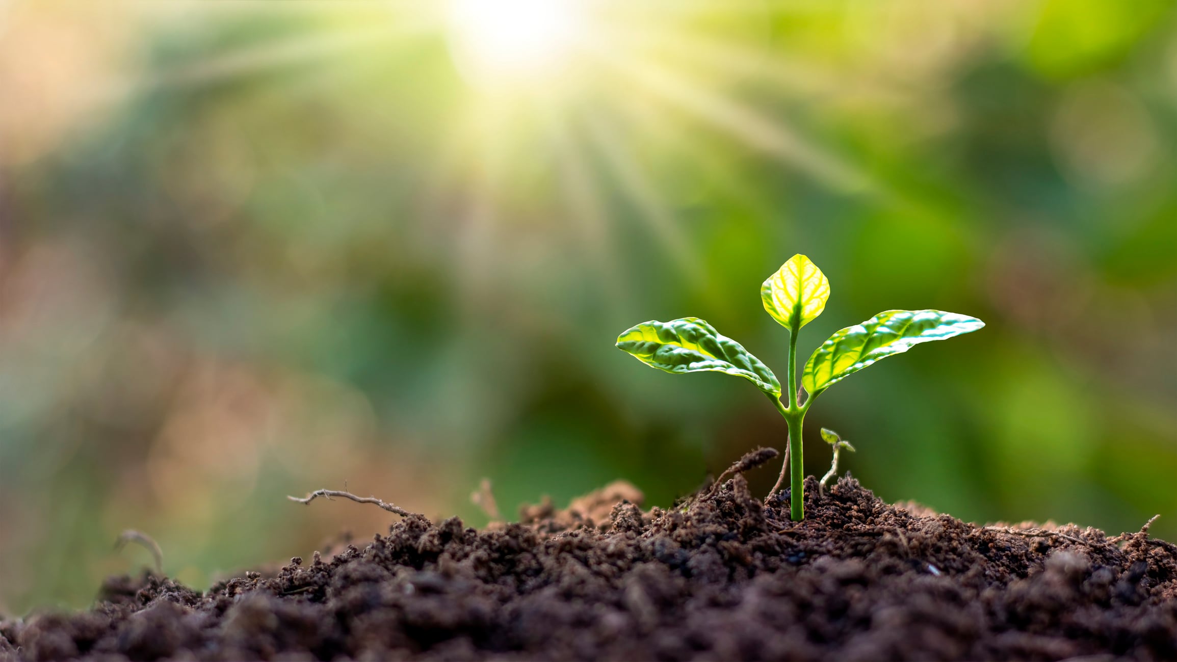 Corporate sustainability holds firm despite political noise